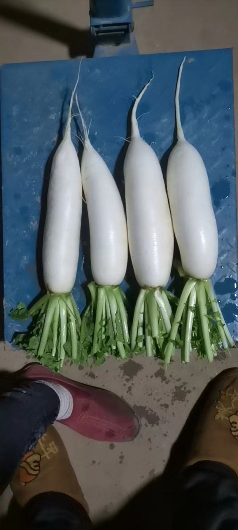 叶菜