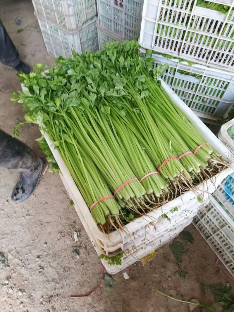 叶菜