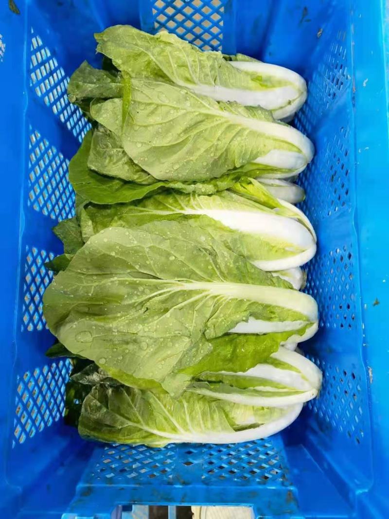 叶菜