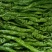 叶菜