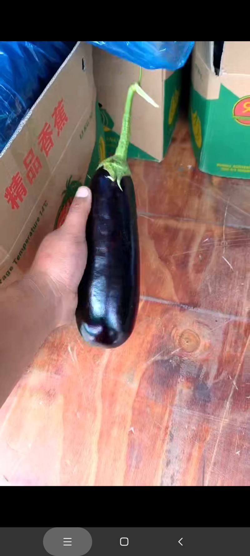 叶菜