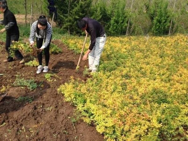 金山秀线菊苗