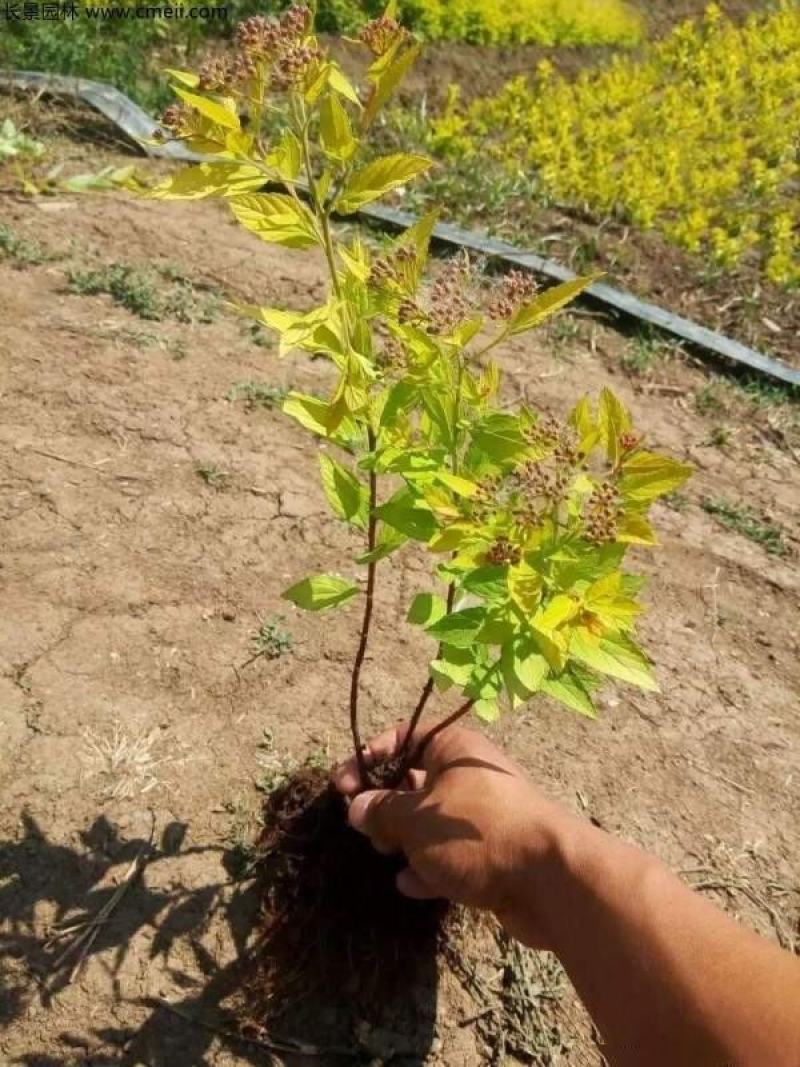 金山秀线菊苗