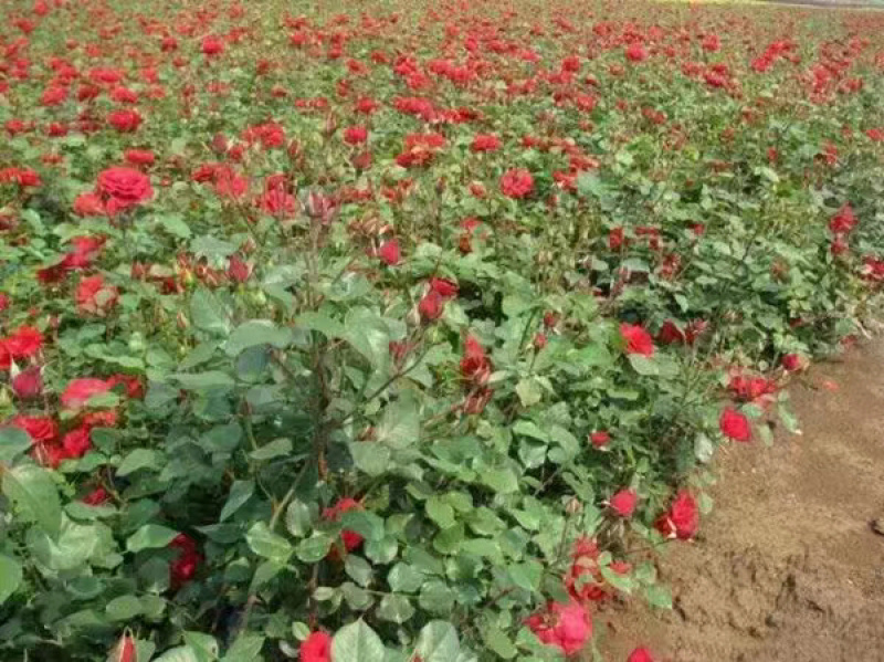 丰花月季
