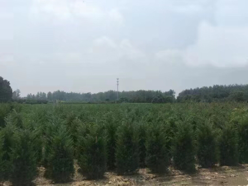桧柏