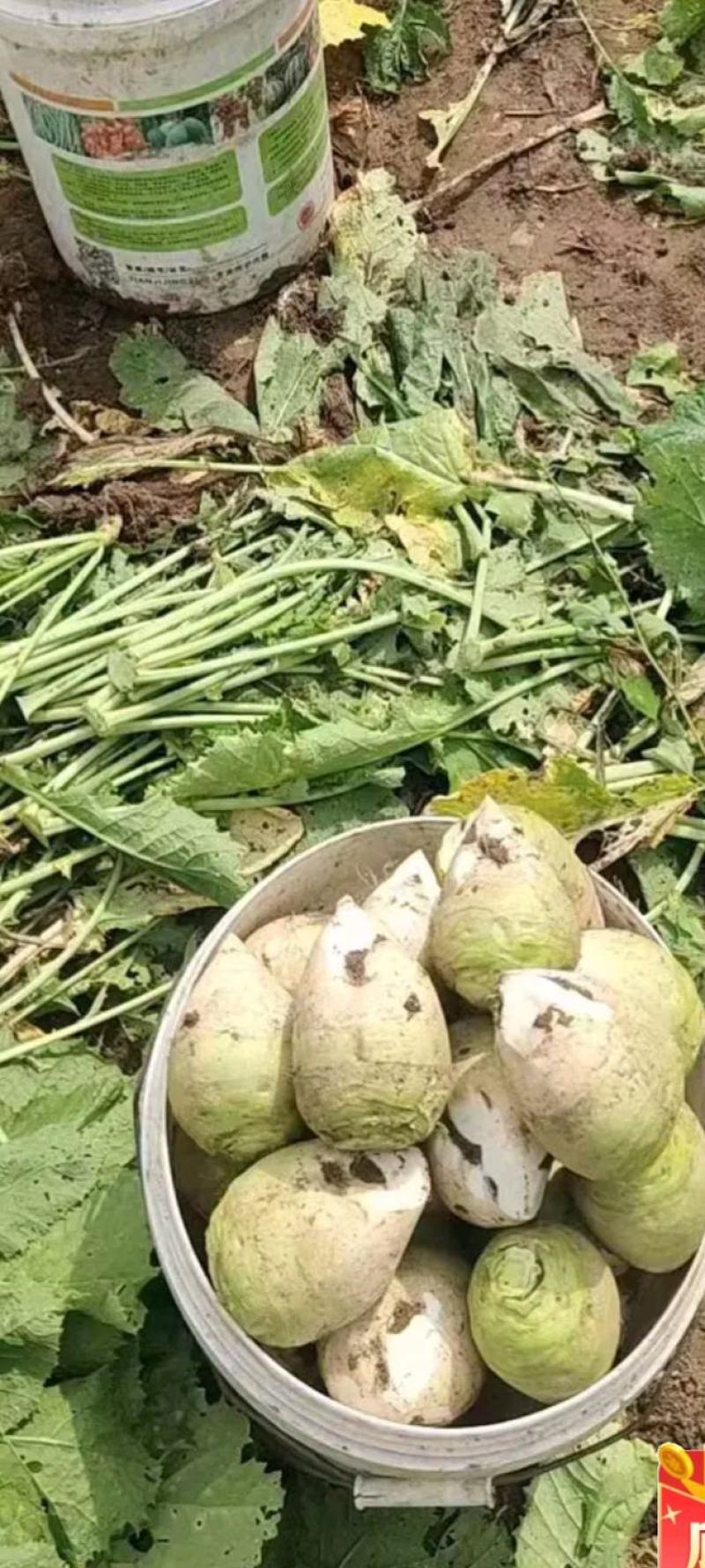 芥菜头，芥菜疙疙瘩几千亩现己大量上市需要老板请联系。