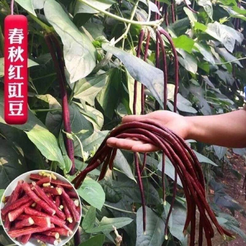春秋红豇豆种子紫红耐热耐寒长豆角种子基地专用