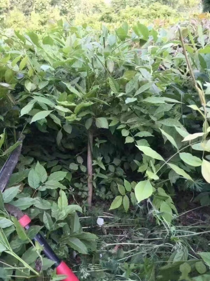 多花紫藤
