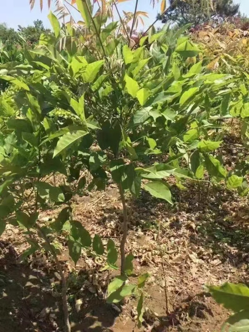 多花紫藤