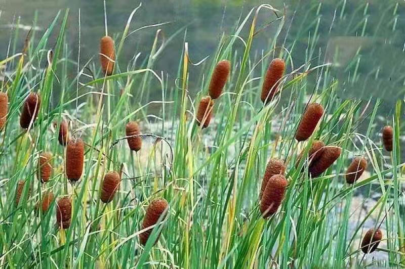 菖蒲