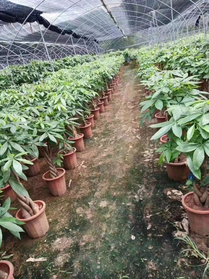 发财树
