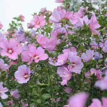 丛生木槿