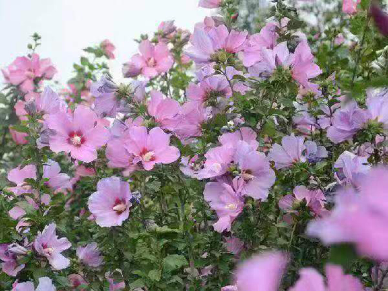 丛生木槿