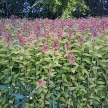 金焰线秀菊苗