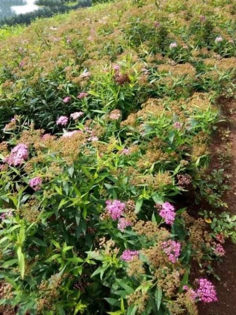 金焰线秀菊苗