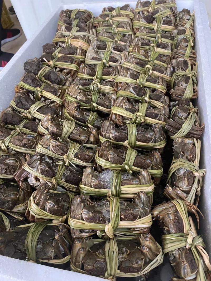 江苏红膏大闸蟹鲜活螃蟹当天捕捞当天发货全国包邮