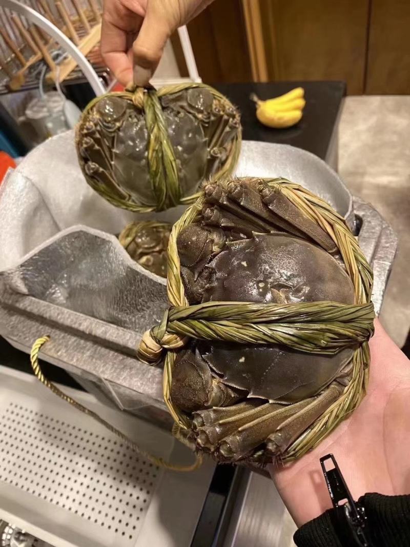 江苏红膏大闸蟹鲜活螃蟹当天捕捞当天发货全国包邮