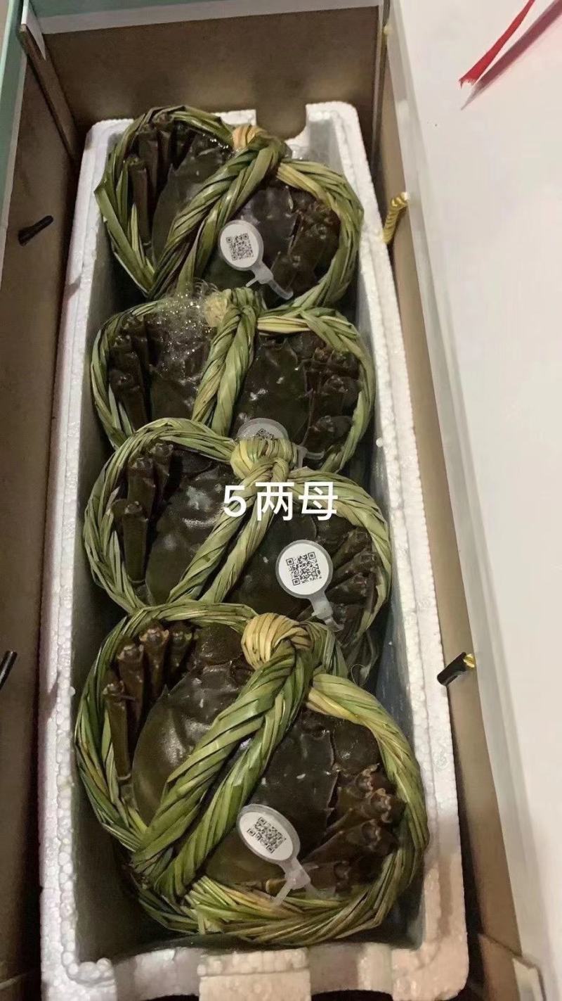 江苏红膏大闸蟹鲜活螃蟹当天捕捞当天发货全国包邮