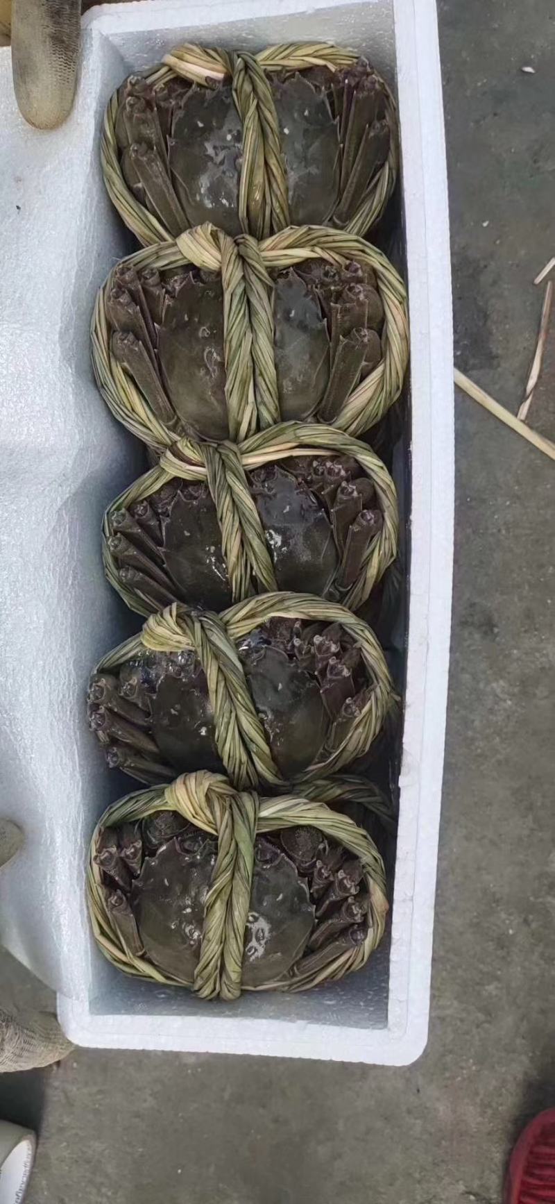 江苏红膏大闸蟹鲜活螃蟹当天捕捞当天发货全国包邮