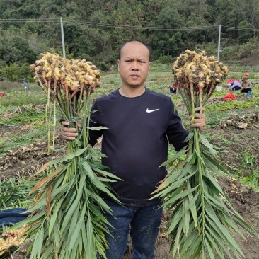 湖南高山姜的品种以小黄姜为主，是小黄姜品种中的佼佼者。