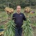 湖南高山姜的品种以小黄姜为主，是小黄姜品种中的佼佼者。