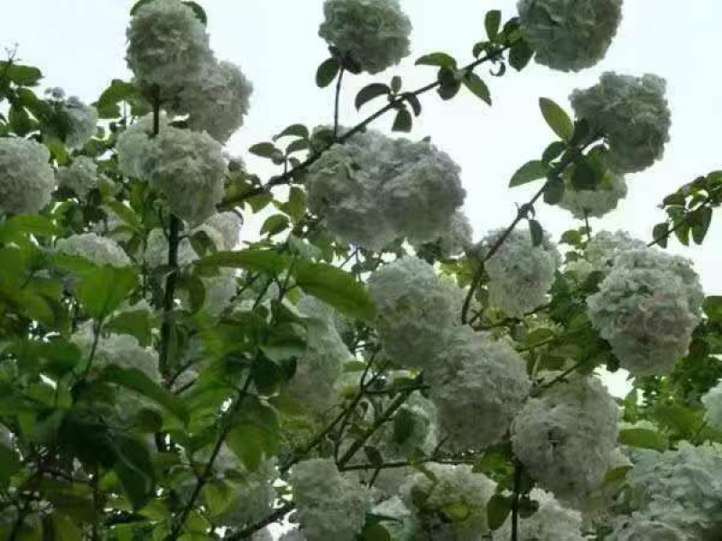 草绣球