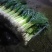 【蒜苗】山东白根蒜苗扒皮白皮蒜苗大量上市产地直发
