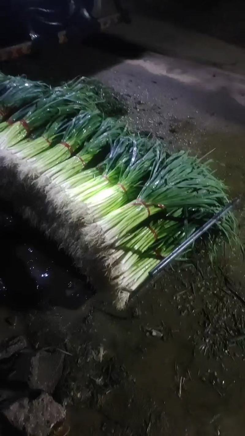 【蒜苗】山东白根蒜苗扒皮白皮蒜苗大量上市产地直发