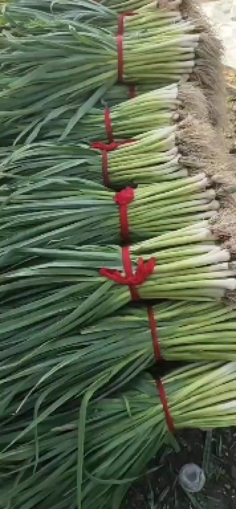 【蒜苗】山东白根蒜苗扒皮白皮蒜苗大量上市产地直发