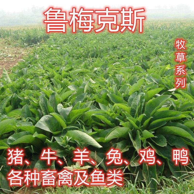 鲁梅克斯种子俄罗斯饲料菜多年生四季牧草种子鸡鸭鹅猪等