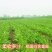 鲁梅克斯种子俄罗斯饲料菜多年生四季牧草种子鸡鸭鹅猪等