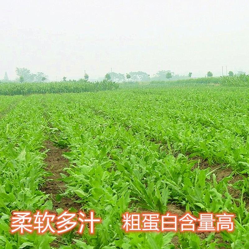 鲁梅克斯种子俄罗斯饲料菜多年生四季牧草种子鸡鸭鹅猪等