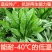 鲁梅克斯种子俄罗斯饲料菜多年生四季牧草种子鸡鸭鹅猪等