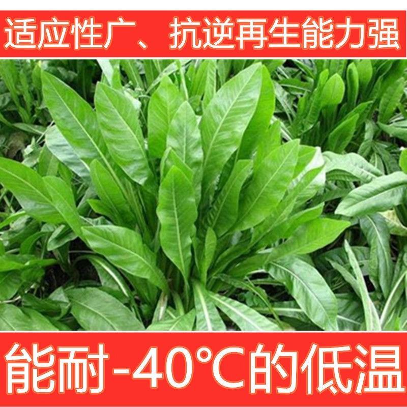 鲁梅克斯种子俄罗斯饲料菜多年生四季牧草种子鸡鸭鹅猪等