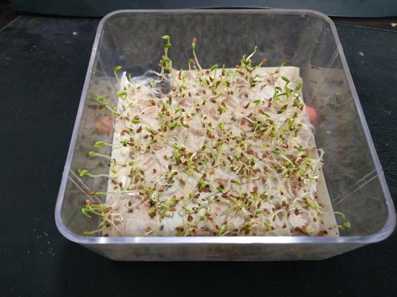 鲁梅克斯种子俄罗斯饲料菜多年生四季牧草种子鸡鸭鹅猪等