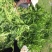 鲁梅克斯种子俄罗斯饲料菜多年生四季牧草种子鸡鸭鹅猪等