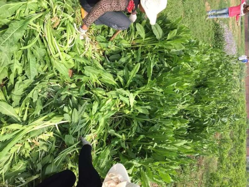 鲁梅克斯种子俄罗斯饲料菜多年生四季牧草种子鸡鸭鹅猪等
