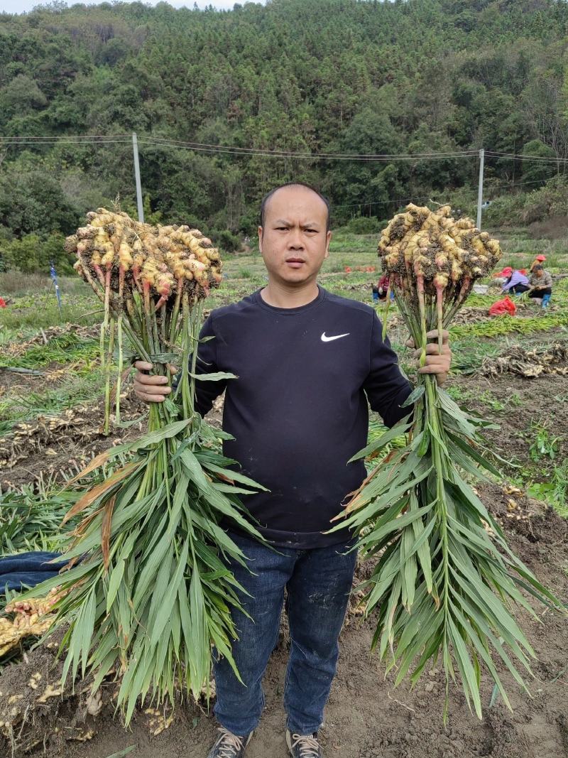 湖南高山姜的品种以小黄姜为主，是小黄姜品种中的佼佼者。