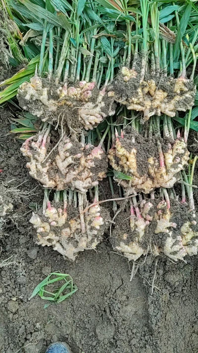 湖南高山姜的品种以小黄姜为主，是小黄姜品种中的佼佼者。