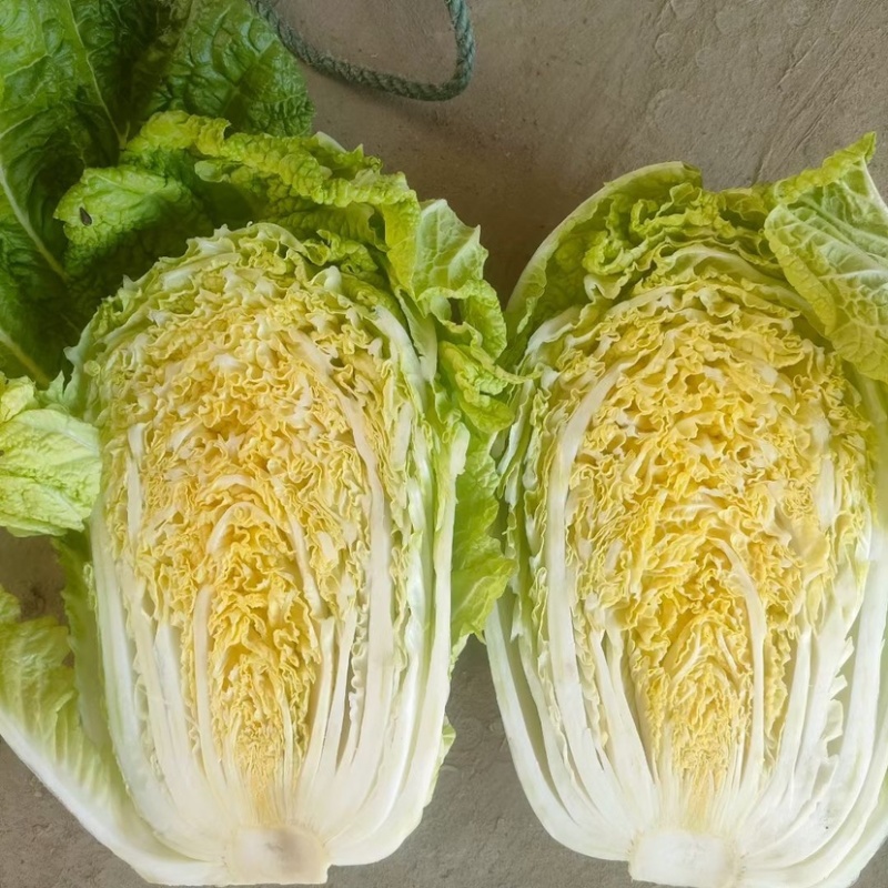 大量现货供应好哇塞好哇塞的精品黄心💛大白菜