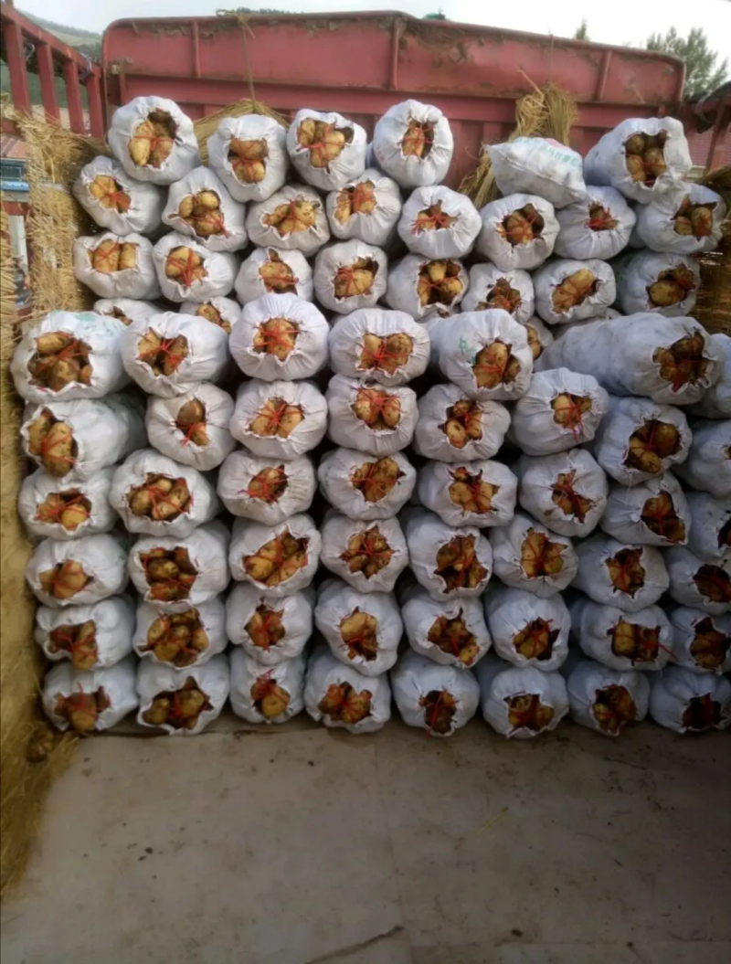 实验一，沃土五，希森6土豆品种齐全量大价优欢迎采购