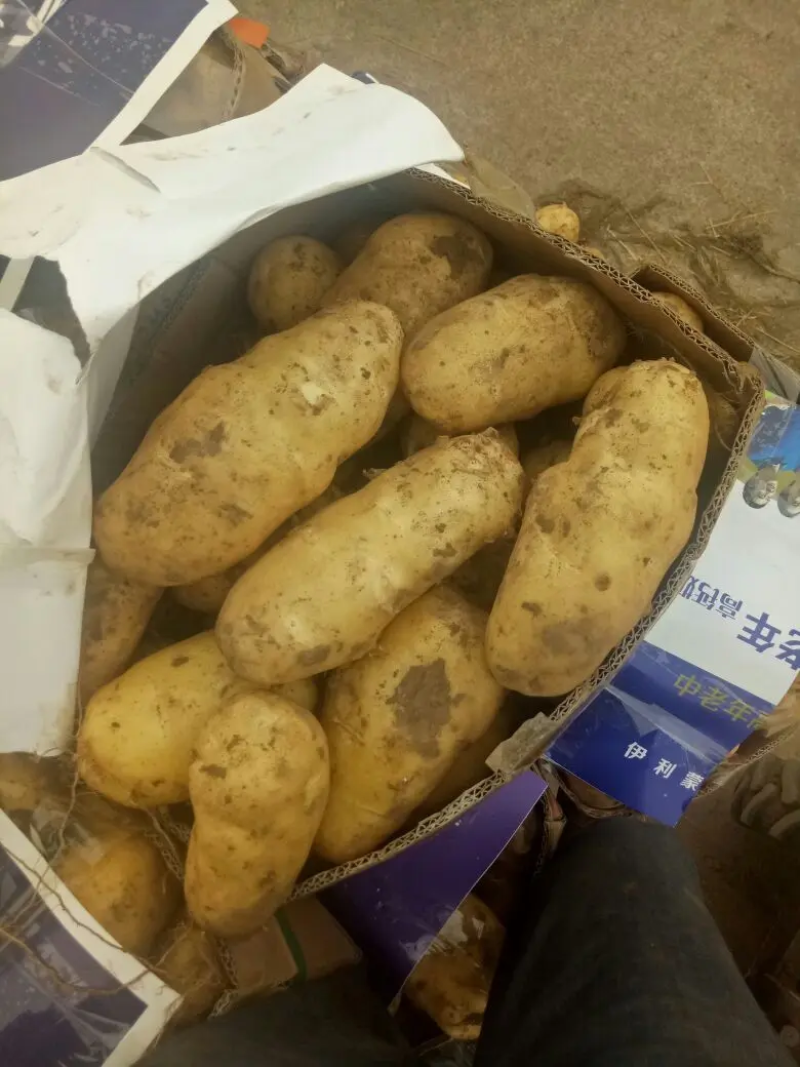 实验一，沃土五，希森6土豆品种齐全量大价优欢迎采购