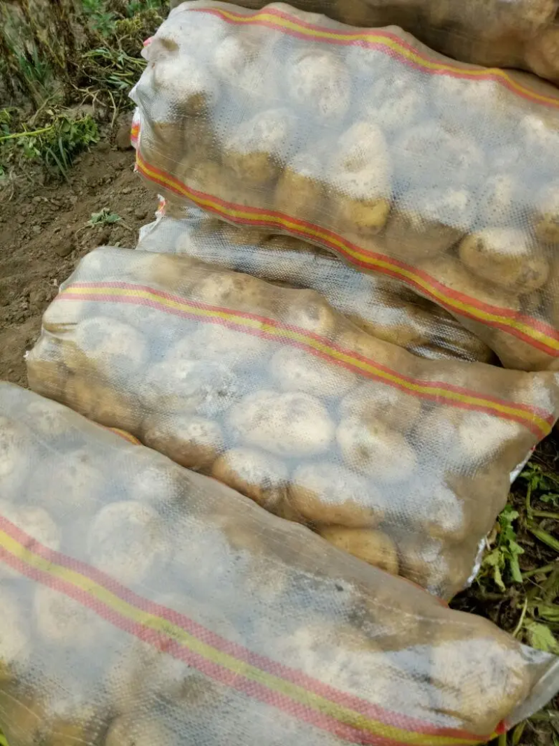 {热销中}二两起，三两起V7土豆产地直供保证质量大量