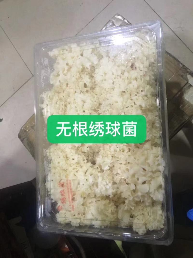 新鲜绣球菌2斤绣球菇食用菌菇凉拌煲汤火锅