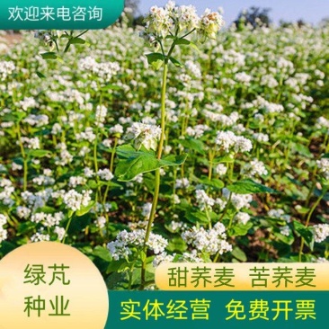 苦荞麦牧草种子/甜荞麦种子高产量质量保证全国发货