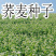 苦荞麦牧草种子/甜荞麦种子高产量质量保证全国发货