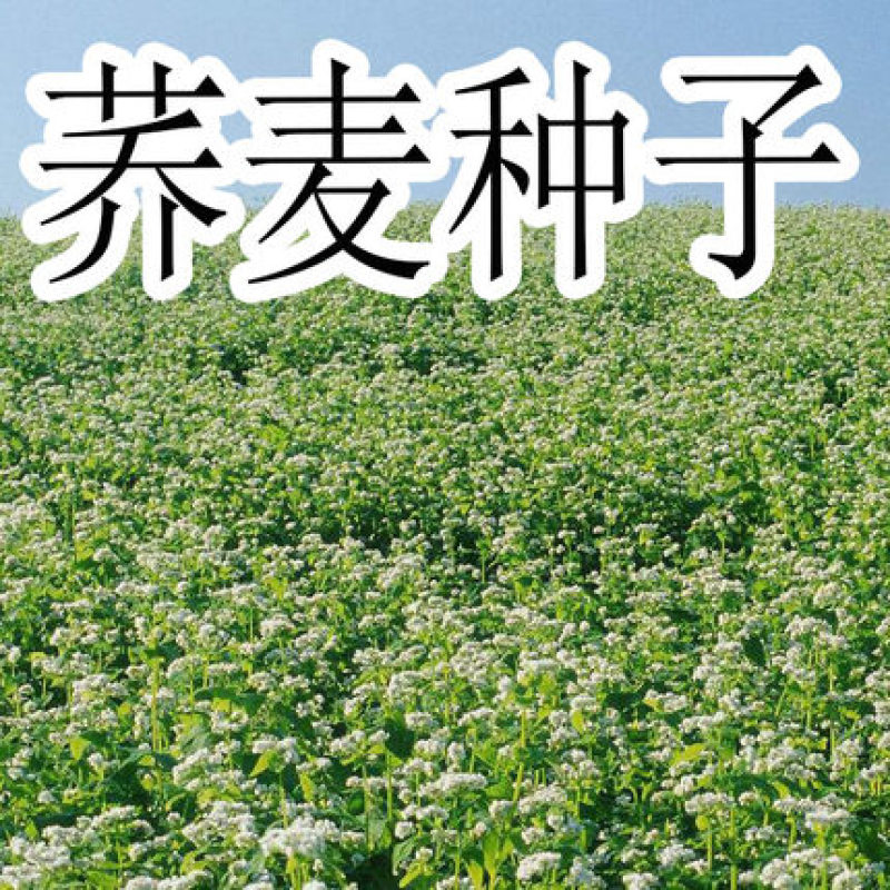 苦荞麦牧草种子/甜荞麦种子高产量质量保证全国发货