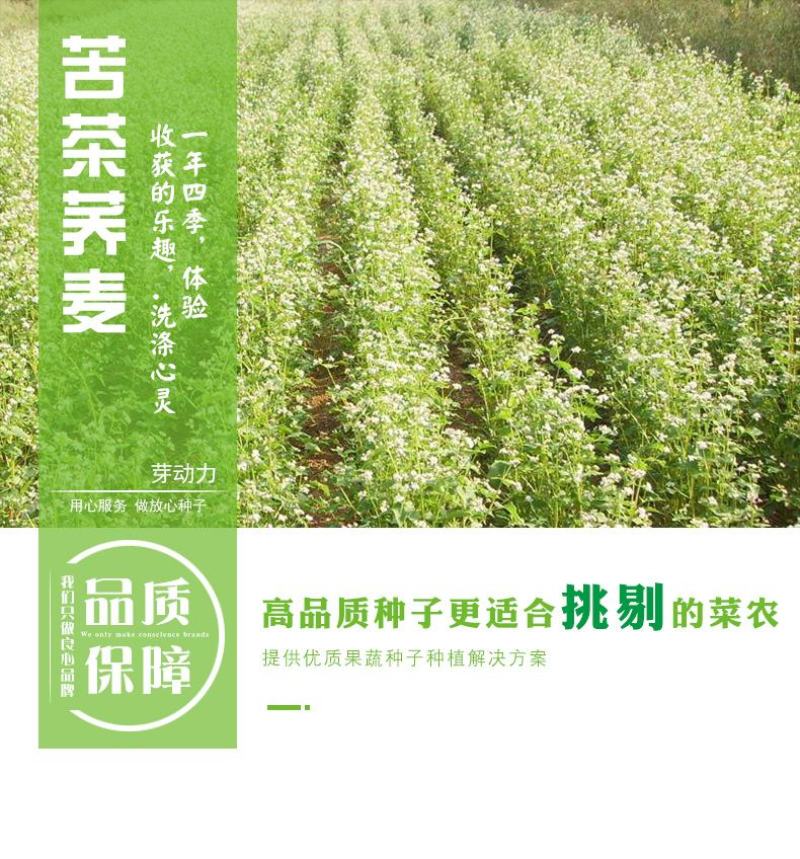 苦荞麦牧草种子/甜荞麦种子高产量质量保证全国发货