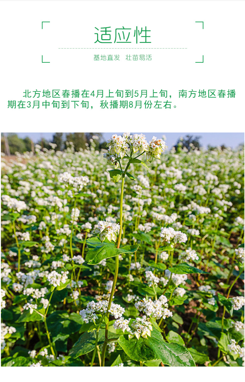 苦荞麦牧草种子/甜荞麦种子高产量质量保证全国发货