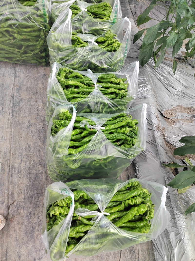宁都精品通货螺线螺丝大螺丝小螺丝青辣椒鲜辣椒一手货源批